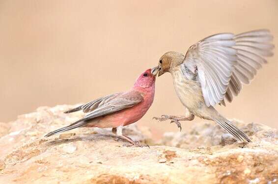 אירועי פלאנט ערבה // צילום: אילן ביאל
